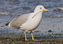 Larus californicus